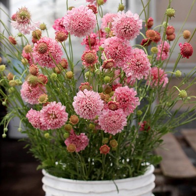 「落入凡间的柔软云朵」粉色紫盆花轮锋菊 外刚内柔象征 甜蜜忧伤