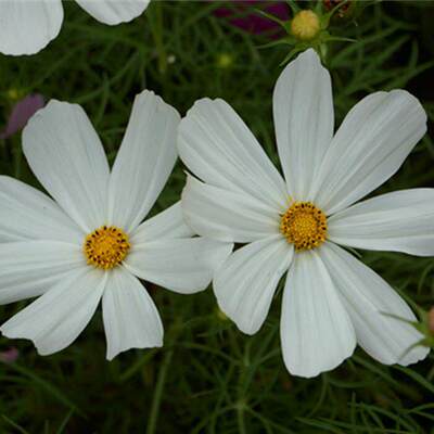 白色波月光褶皱」桑花飘