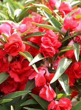 红色重瓣凤仙花指甲花染指甲草 似焰热情似火 适应能力强不挑土壤