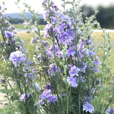 「春日林间的蓝色飞燕」小飞燕草蓝色翠雀千鸟草 梦幻百子莲质感