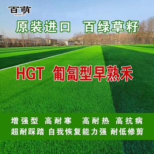 矮生多年生草地早熟禾HGT匍匐型草地早熟禾种子四季青草坪种子