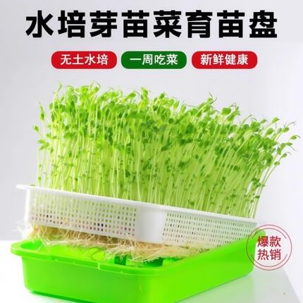 芽苗菜种子水培蔬菜室内红油香椿豌豆花生芽豆苗绿豆黄豆黑豆芽菜