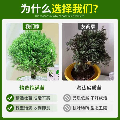 放青松绿植雾凇小盆栽办公桌面雾松放轻松植物小摆件室内净化空气
