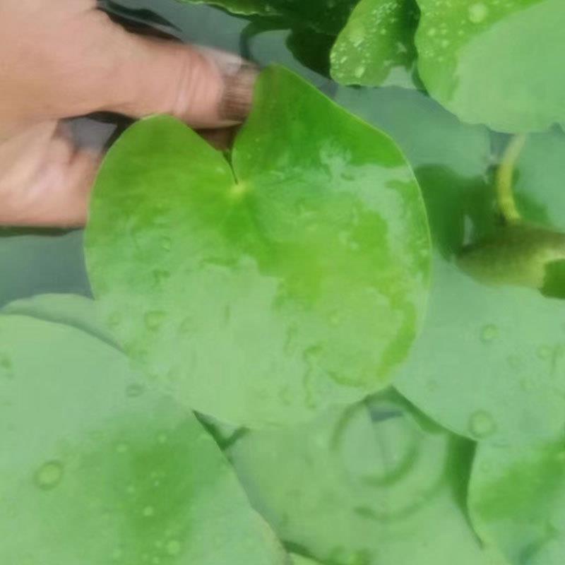 一叶莲芙蓉浮萍水草鱼缸造景浮性水草观赏水生植物漂浮植物