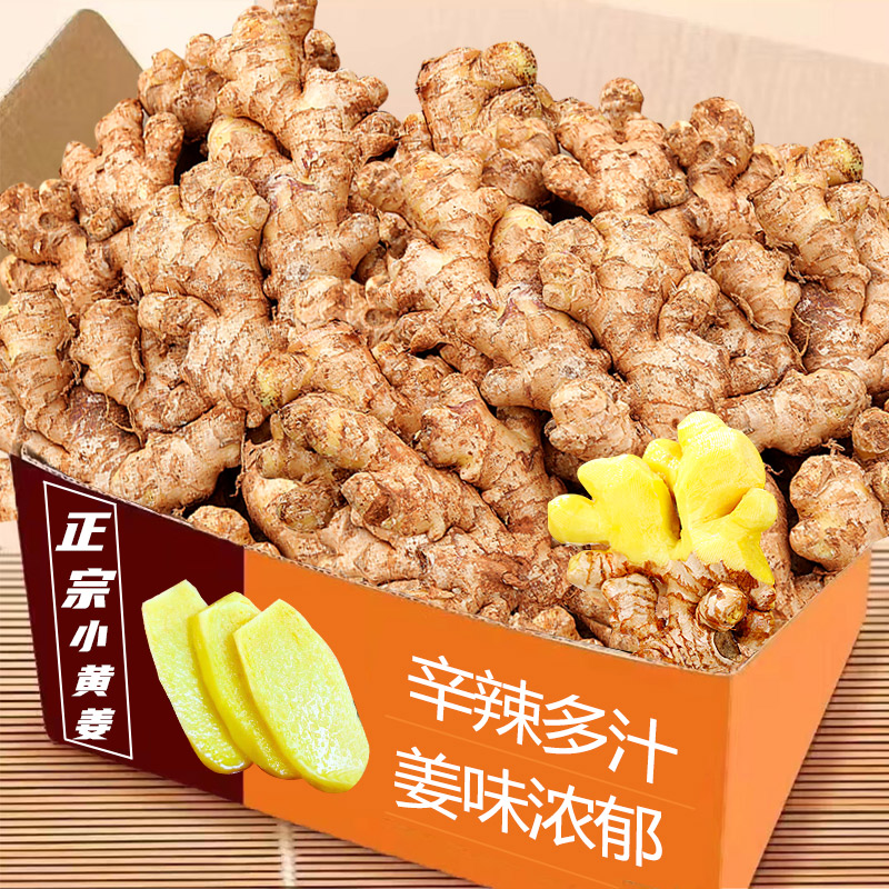 当季老姜云南小黄姜红河新鲜生姜老姜现挖高山沙姜土姜种子蔬菜