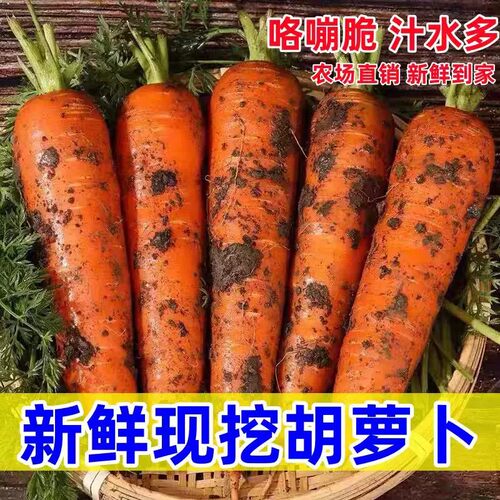 当季沙地新鲜蔬菜水果农家自种现挖产地新鲜现挖带泥水果胡萝卜