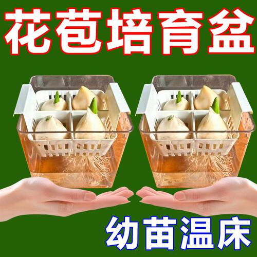 水培郁金香定植篮玻璃瓶