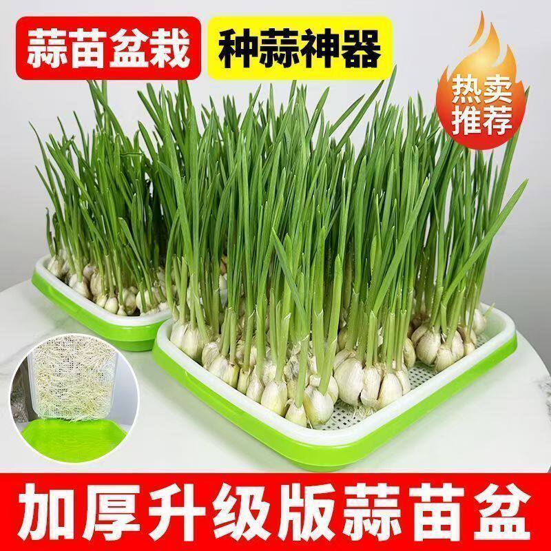 家用豆芽豌豆芽无土水培育苗盘