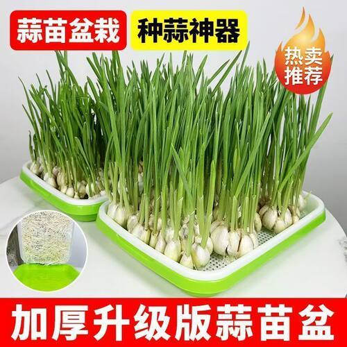 家用豆芽豌豆芽无土水培育苗盘