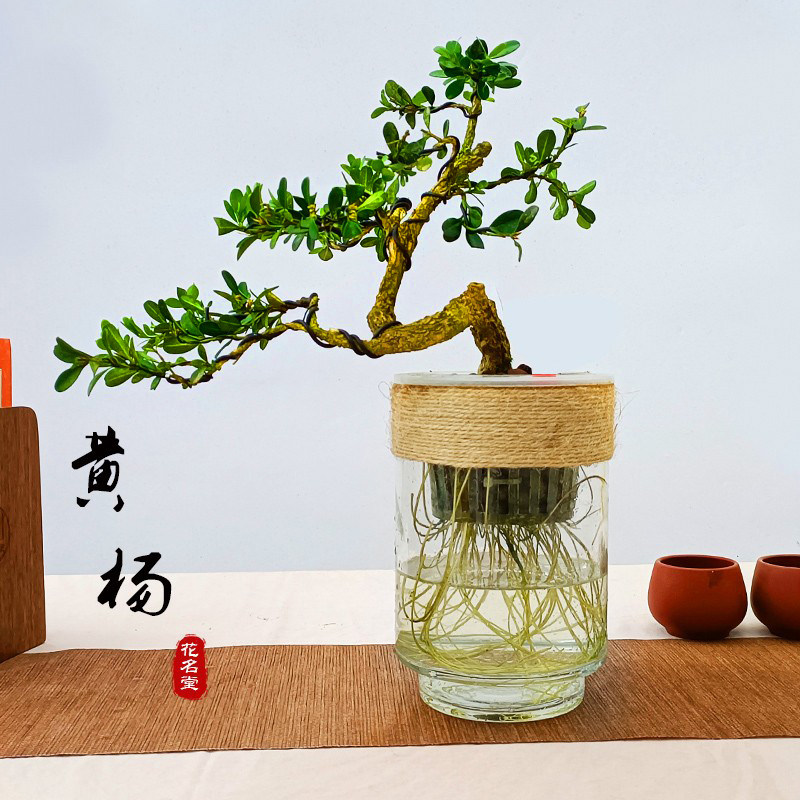 水培黄杨小盆栽绿植物南通雀舌老桩盆景水养办公室内桌面四季常青