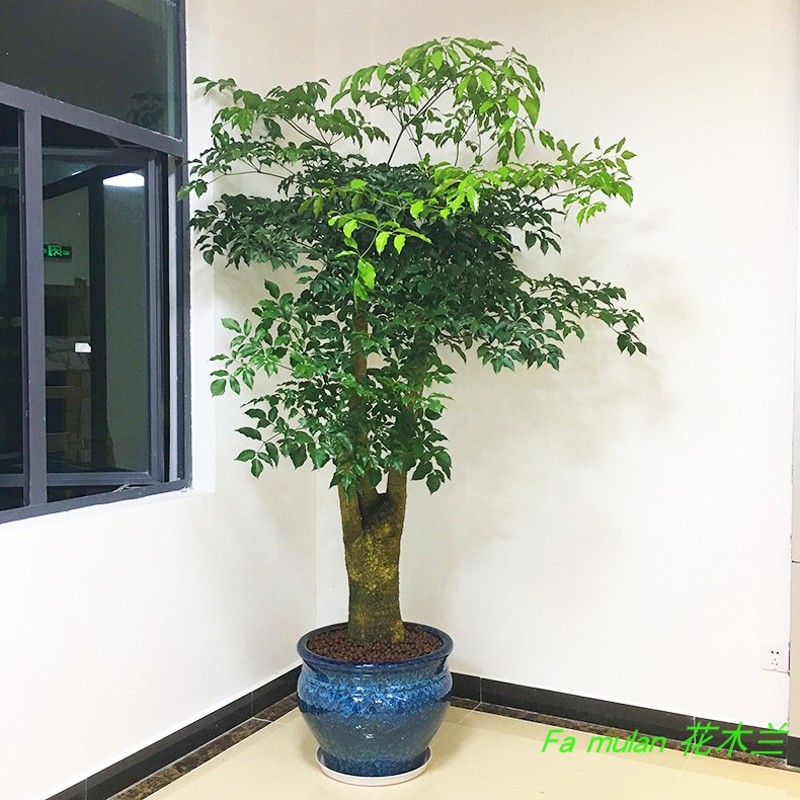 富贵树喜阳前台接待前台喜阳幸福树大型盆栽绿植大颗植物深圳同城