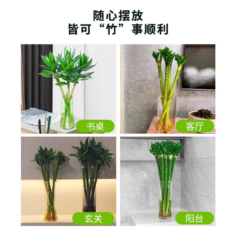 文昌竹4支金榜题名龙竹水培带根富贵竹植物客厅招财纯水培植物