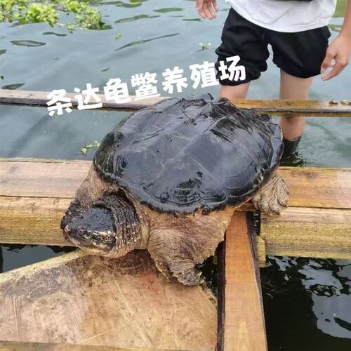 鳄鱼龟鳄龟活物大鳄龟食用鳄龟人工养殖可以吃的鳄龟特大北美鳄龟