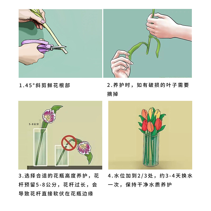 郁金香鲜花云南基地直供直发鲜花速递花束家用水养办公室插花配送