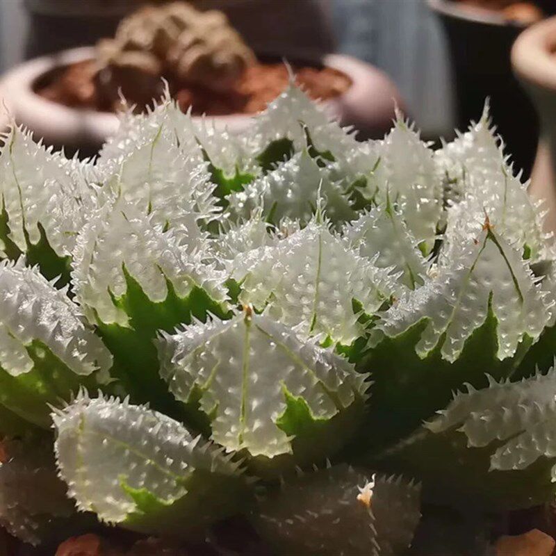新品玄冰锦多肉植物玉露万象玉扇锦瓦苇十二卷一物一拍Haworthia