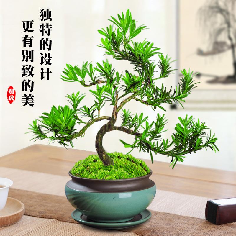 罗汉松盆景老桩植物盆栽雀舌树苗造型树室内花绿植桌面微景观好养