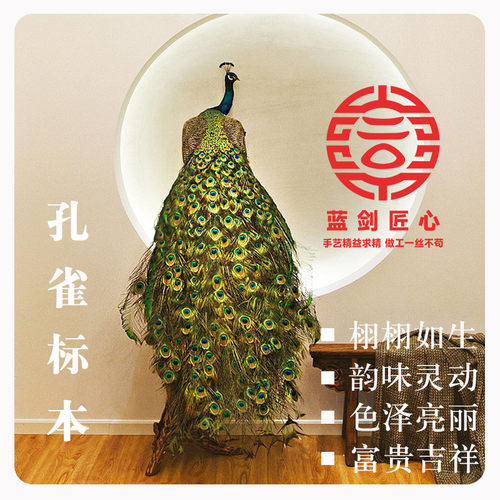 白孔雀标本孔雀羽毛客厅孔雀工艺品孔雀摆件动物标本孔雀扇饰品