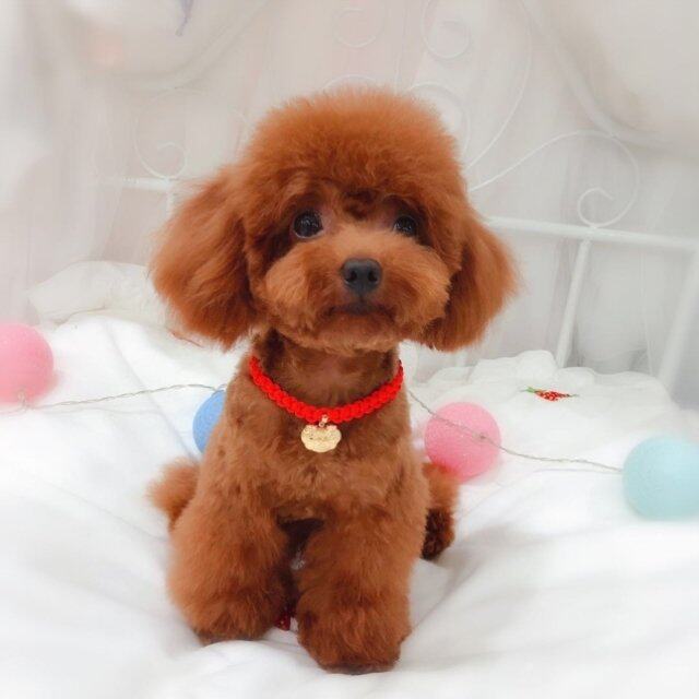 极速Turogi dog necklace chain dBog necklace anti-bit belels