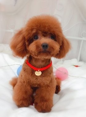 极速Turogi dog necklace chain dBog necklace anti-bit belels