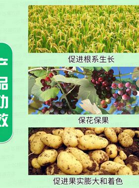 极速德国康朴 凯普克 促进生根保D花保果膨大着色有机水溶肥料叶