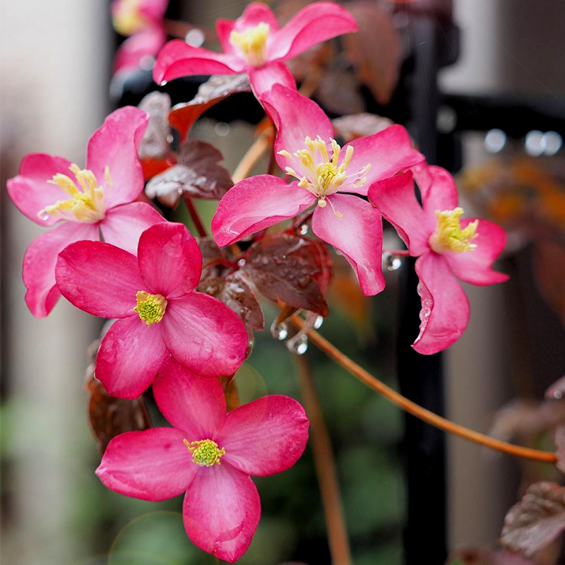 速發(fā)偉偉園藝蒙大拿鐵線蓮五月麗 芙蕾達(dá)魯賓斯 攀援庭院花園拱門(mén)