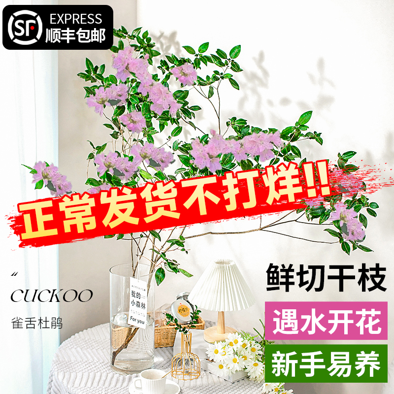 极速雀舌杜鹃水培植物鲜切枝花卉水养绿植室内鲜T花盆栽活树吊钟