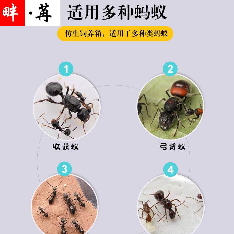 极速蚂蚁体c工坊一巢养亚小型蚁巢平面巢试管巢石膏巢蚂可蚁城堡