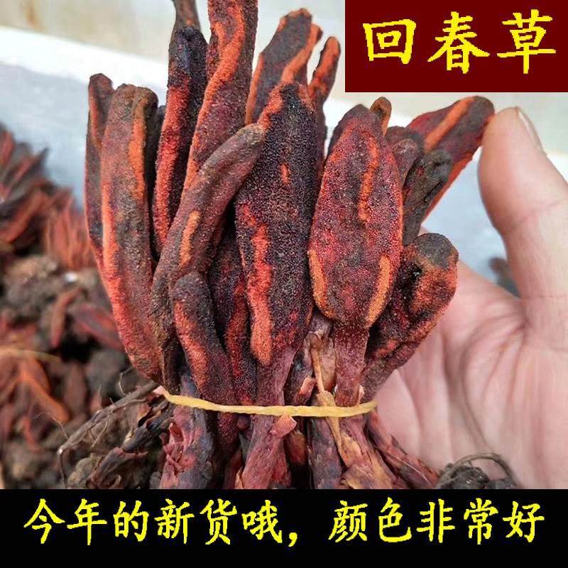 新货250g回春草野生不老草顶天柱泡酒料风流果锁阳肉苁蓉肾滋补酒
