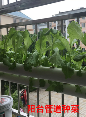 极速水培定植篮配套m种植海绵无土栽培蔬菜UPVC管道专用水耕杯棉