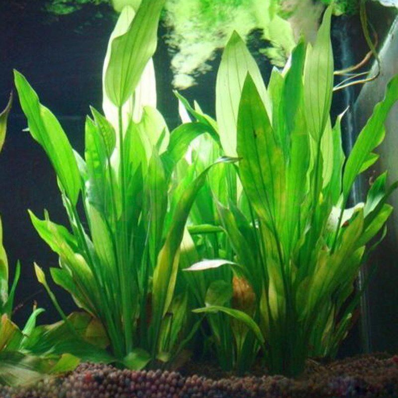 极速Hot Artificial Plastiuc Water Plant Grass Aquarium Decor