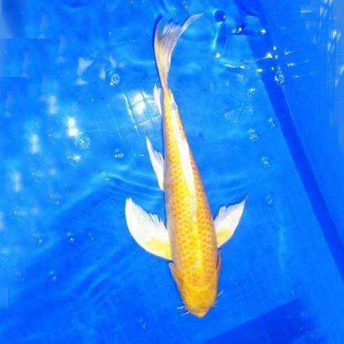 黄金龙凤锦鲤活体耐养冷水鱼长尾鲤鱼中小型苗淡水好养观新品