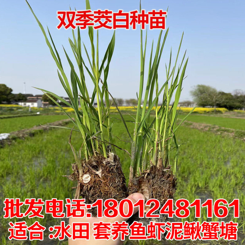 现挖特早熟无锡双季n茭白苗种四季高笋种苗交白苗高瓜苗老桩苗包