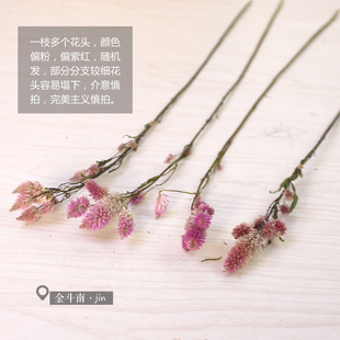 飾拍攝道具干花束花瓶插花桌花擺 多頭鳳尾b浪漫粉干花云南干花裝