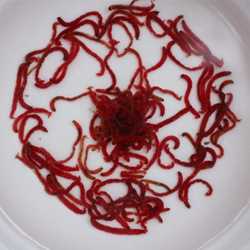 九河冷冻冰冻赤虫红虫急s冻红虫血虫龙鱼罗汉锦鲤血鹦鹉鱼饲料鱼