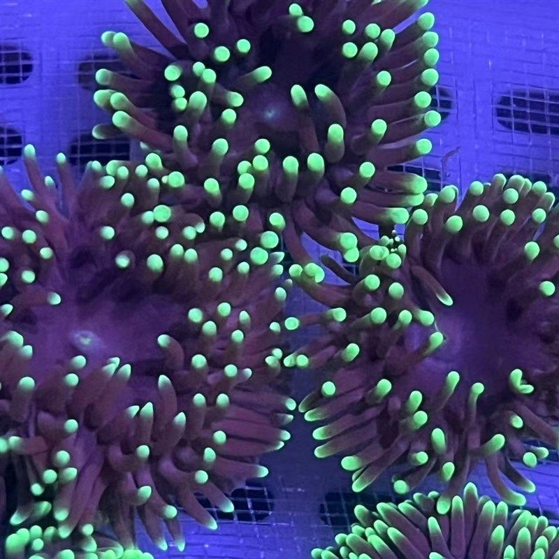 星空海葵海水海缸造景生物奶嘴海葵K地毯海葵新手练手海葵,宠物/宠物食品及用品,珊瑚/海葵,淘宝优惠券,粉丝福利购,淘宝优惠卷