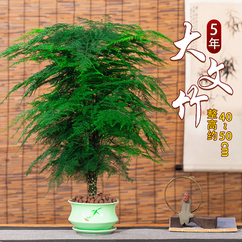 文竹盆栽大型植物办公o室内四季花卉客厅桌面小苗绿植云竹盆景好