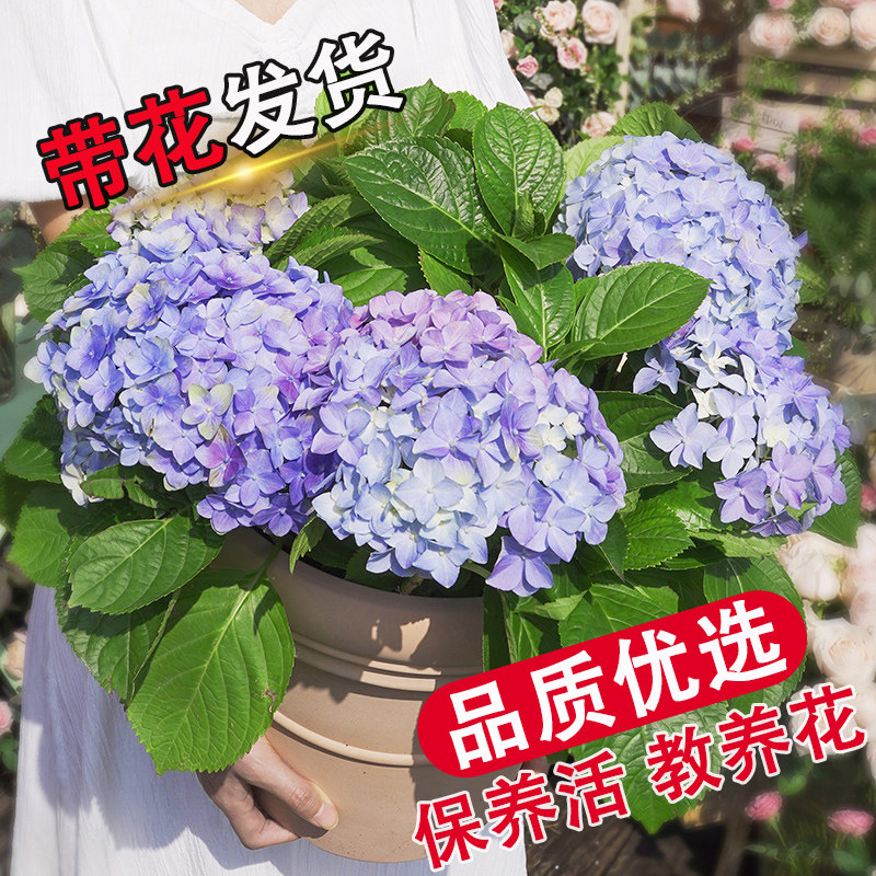 高档大花绣球盆栽无尽夏阳台庭院别墅花园超大盆5加仑易活多年生