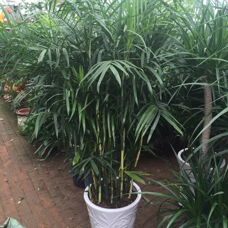 大盆夏威夷竹子盆栽竹苗室内客厅大型绿植盆景真夏威夷竹子节植物