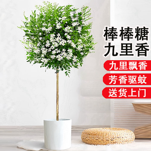 独杆棒棒糖九里香盆栽老桩树苗室内大型绿植浓香型花卉四季好养活