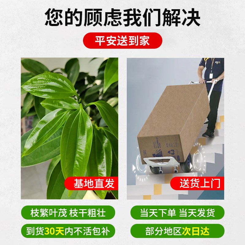 平安树客厅盆栽大型绿植室内老桩棒棒糖平安树好养新家吸甲醛植物