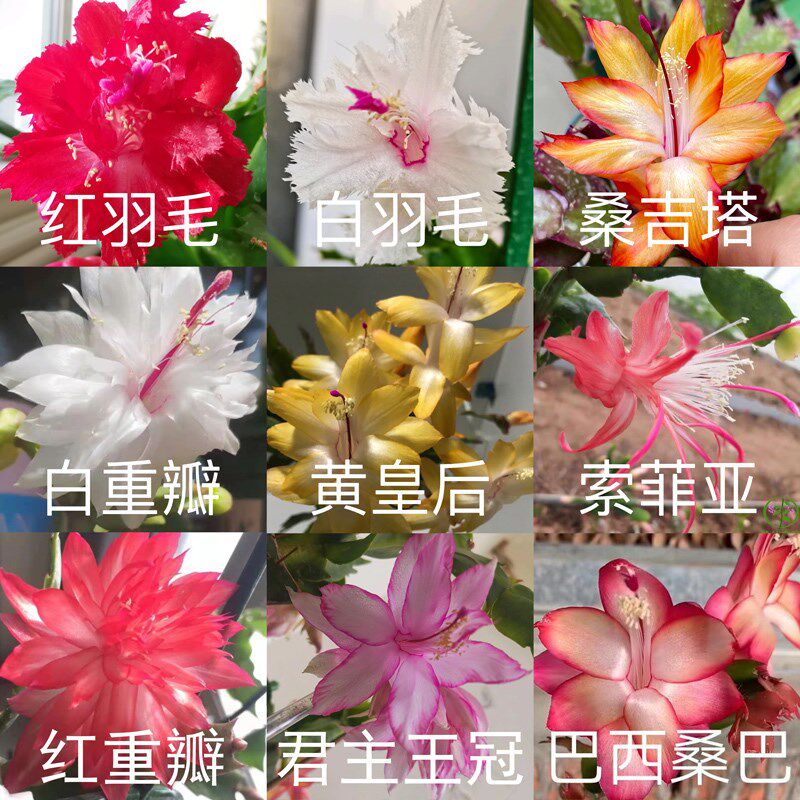叶仙嫁接蟹爪兰稀有进口多层指成品假昙花螃蟹爪莲多色木麒麟仙人