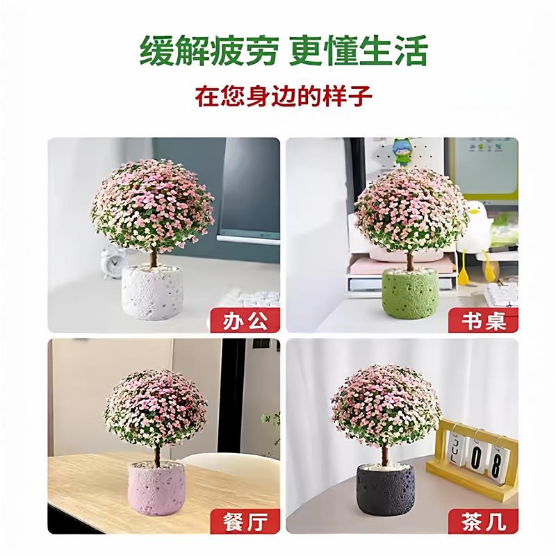 金枝玉叶老桩多肉植物室内小盆栽大颗好养新手花卉办公室桌面绿植