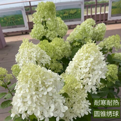 圆锥绣球棒棒糖花镜庭院植物香草草莓耐晒耐寒木绣球树苗花卉盆栽
