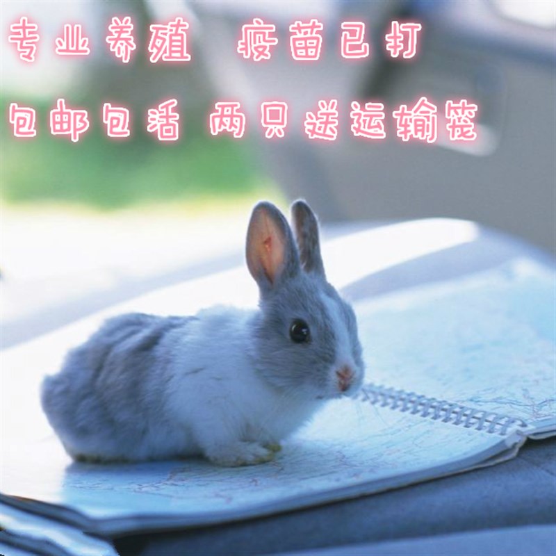 兔子小白黑垂耳侏儒凤眼西施小型宠物活体宝宝熊猫公主兔好评如潮