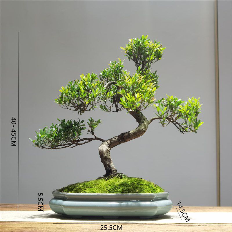 中大型中式室内办公室盆栽绿植造型小叶赤楠古典岭南盆景四季常青