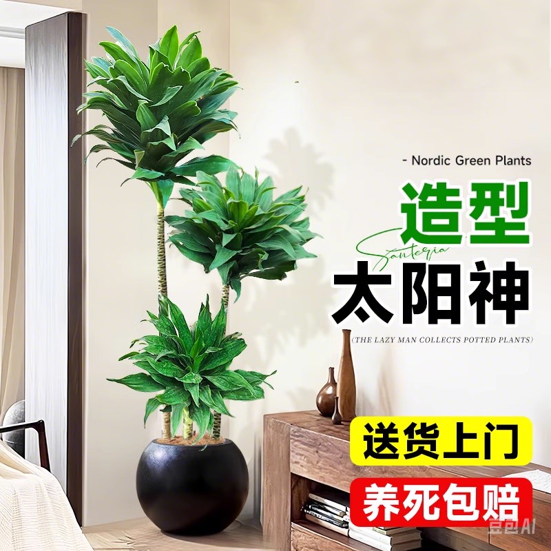 网红太阳神大型绿植盆栽客厅老桩龙血树落地大盆植物吸甲醛朱蕉须
