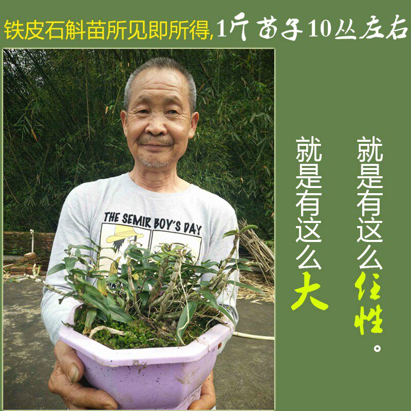 正宗霍山铁皮石斛苗盆栽绿植 非米斛苗 3年仿野外盆栽石斛苗盆景