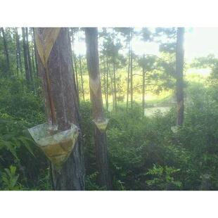 热销湿地松 马尾松三角松脂袋 松油袋松100个/扎 6寸七寸八寸袋