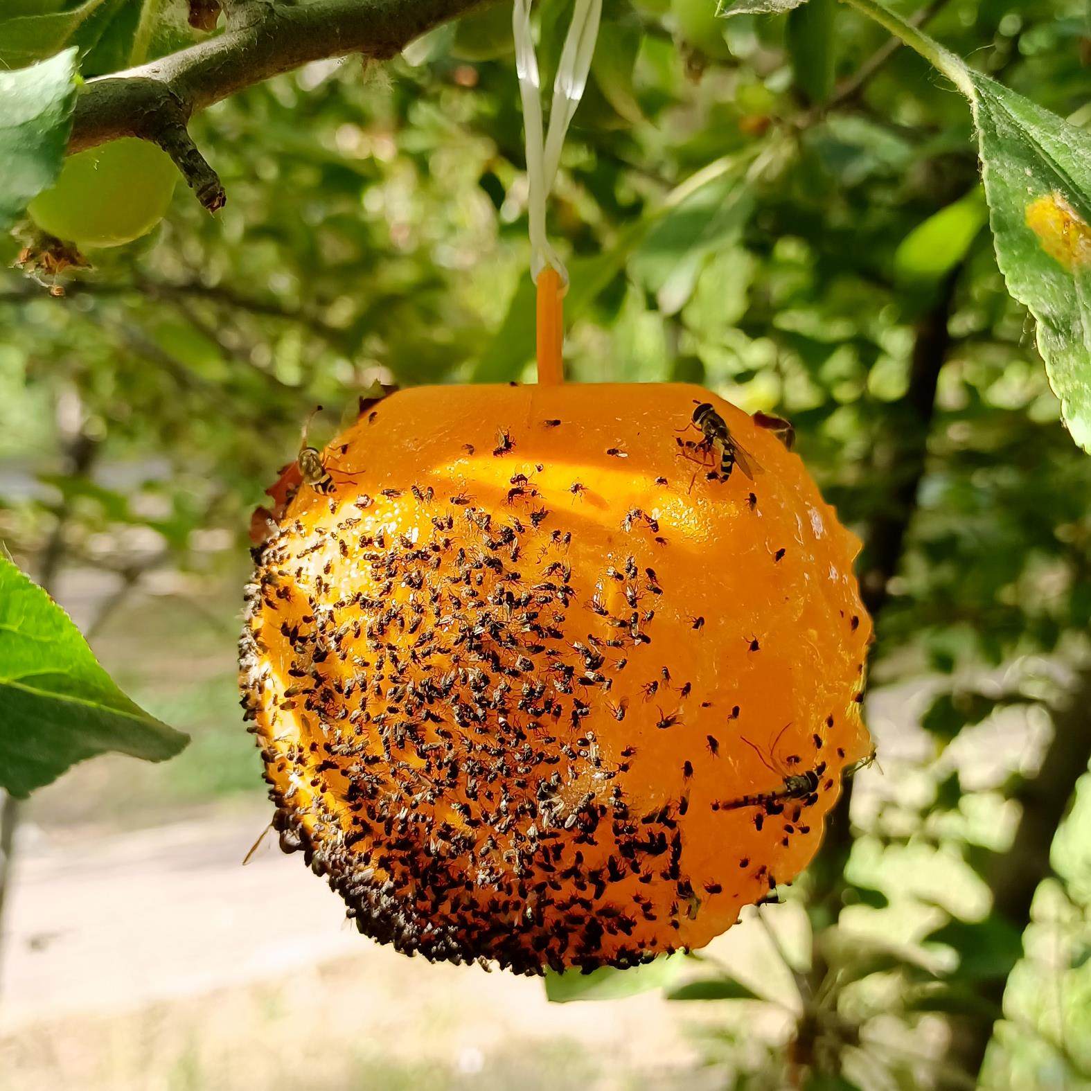 果园粘虫球诱虫球防真水果捕蝇粘蝇农用瓜实蝇球粘虫板灭虫球包邮