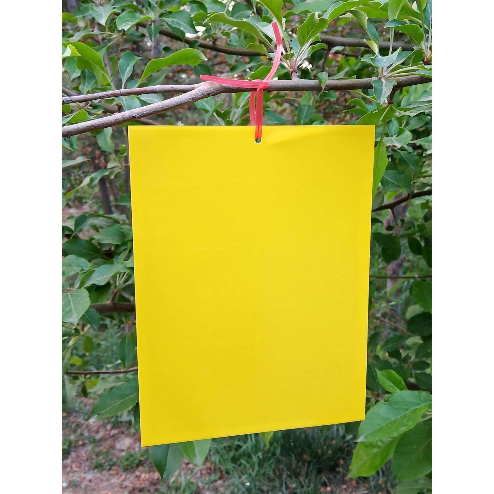 农用粘虫板诱虫板双面防水粘蝇板蓝板果园大棚黄色灭虫黏虫板包邮